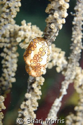 Flamingo Tongue.  Nikon D200, 60mm, aquatica housing, YS1... by Shari Morris 